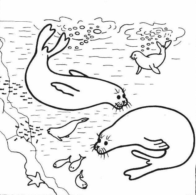Mediterranean Monk Seal Tombik