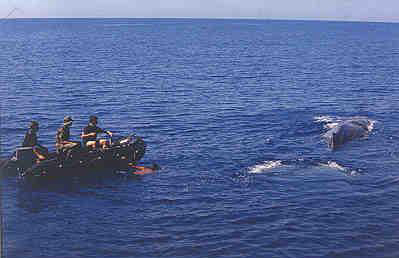 Sperm Whale Caught in Net 2002