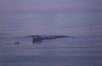 Sperm Whale Caught in Net 2002