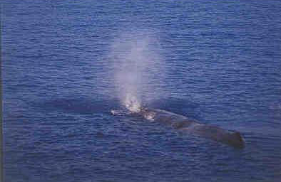 Sperm Whale Caught in Net 2002