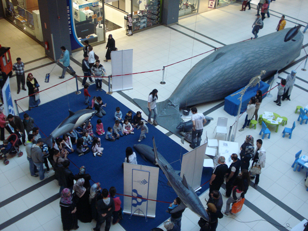 The Marine Wildlife Roadshow again in Turkey! 2013