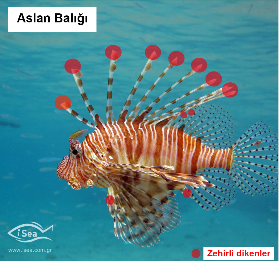Uluslararası Ortak Basın Bildirisi – Akdeniz’deki Toksin İçeren Zehirli Yabancı Türler Hakkında