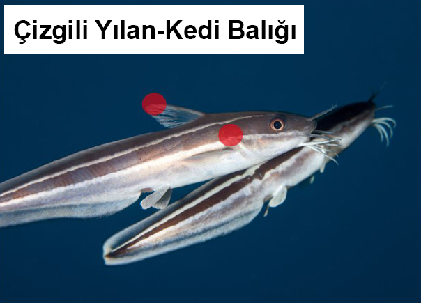 Uluslararası Ortak Basın Bildirisi – Akdeniz’deki Toksin İçeren Zehirli Yabancı Türler Hakkında