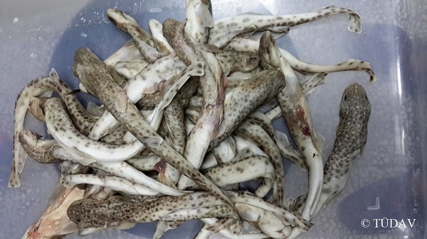 Cartilaginous Fish Research and Conservation Programme in Turkey by TUDAV