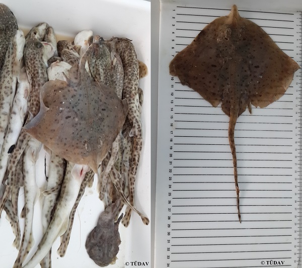 Cartilaginous Fish Research and Conservation Programme in Turkey by TUDAV