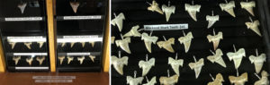 Cartilaginous Fish Research and Conservation Programme in Turkey by TUDAV
