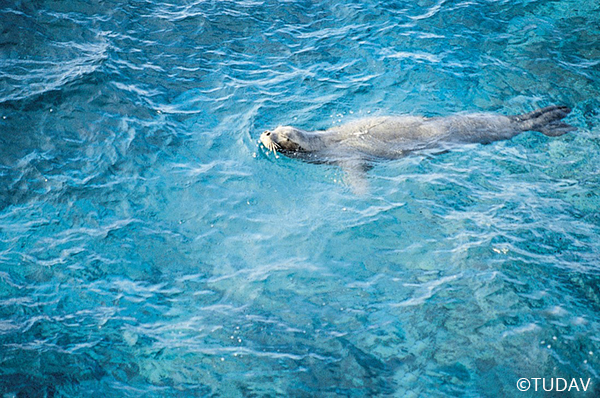 Mediterranean Monk Seal Conservation
