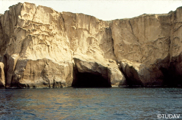 Mediterranean Monk Seal Conservation