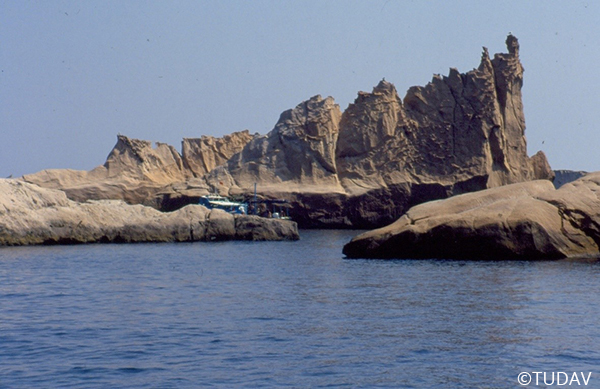 Mediterranean Monk Seal Conservation