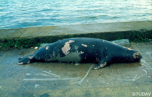 Mediterranean Monk Seal Conservation