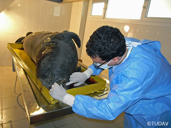 Mediterranean Monk Seal Conservation
