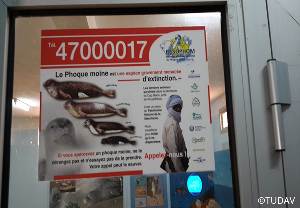 Mediterranean Monk Seal Conservation
