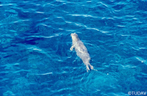 Mediterranean Monk Seal Conservation