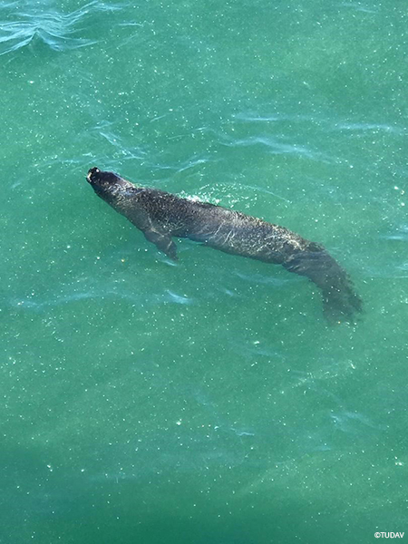 Mediterranean Monk Seal Conservation