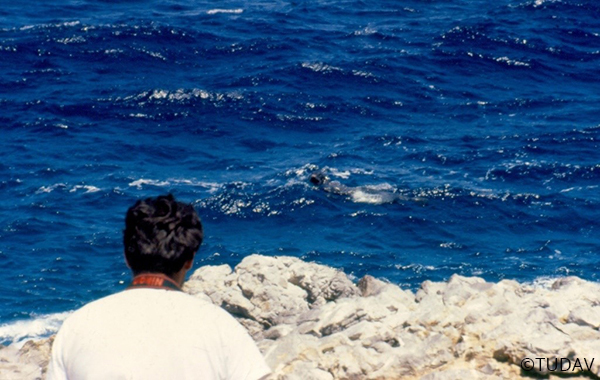 Mediterranean Monk Seal Conservation