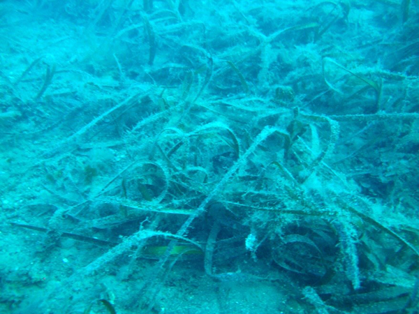 Pollution in Turkish Seas
