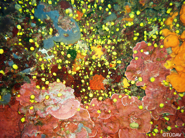 Coralline Algae Formations
