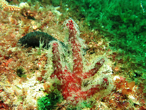 Coralline Algae Formations