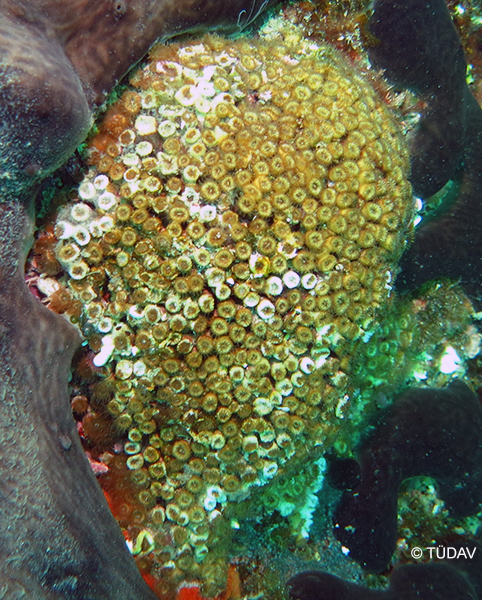 Coralline Algae Formations