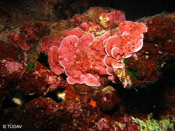 Coralline Algae Formations