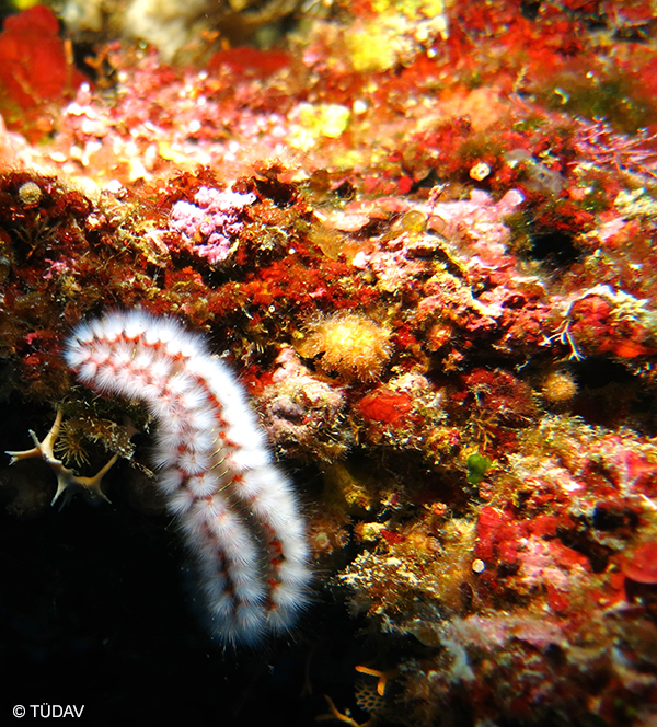 Coralline Algae Formations