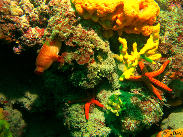 Coralline Algae Formations
