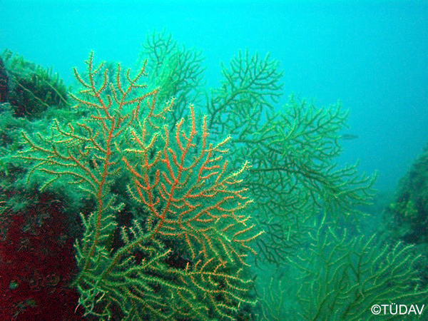 Coralline Algae Formations