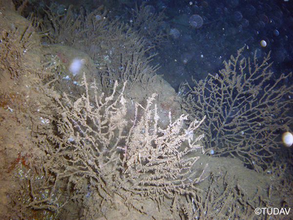 Coralline Algae Formations