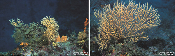 Coralline Algae Formations