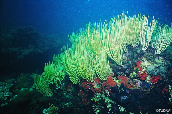 Coralline Algae Formations