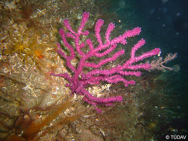 Coralline Algae Formations