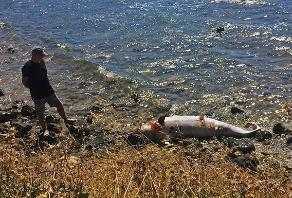 Urla’daki Yunus Ölümleri Hakkında