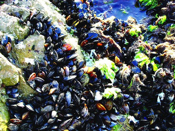 Istanbul Strait Marine Biodiversity Atlas