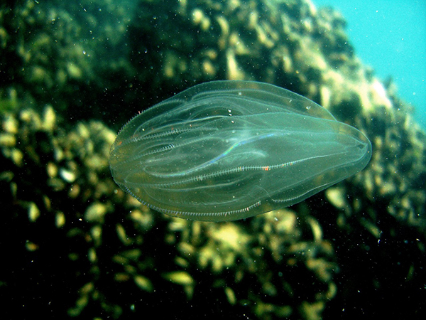Istanbul Strait Marine Biodiversity Atlas