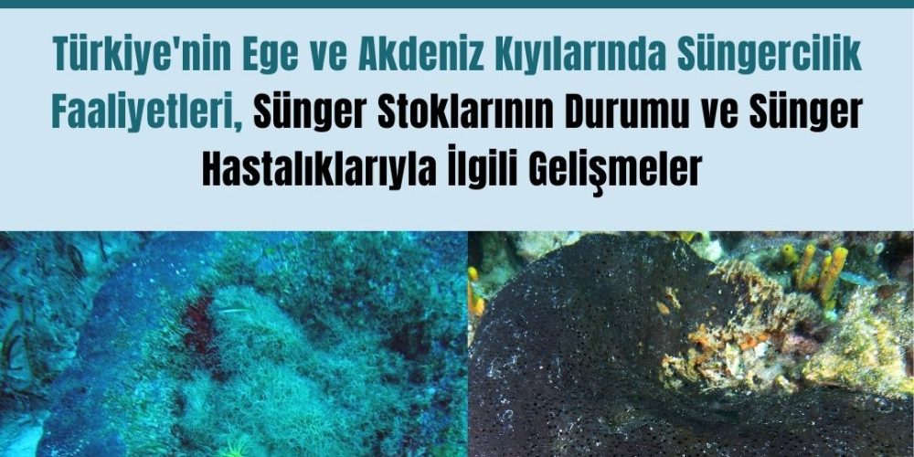 Sünger Çalıştayı 14 Aralık 2024